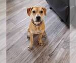 Small Black Mouth Cur Mix