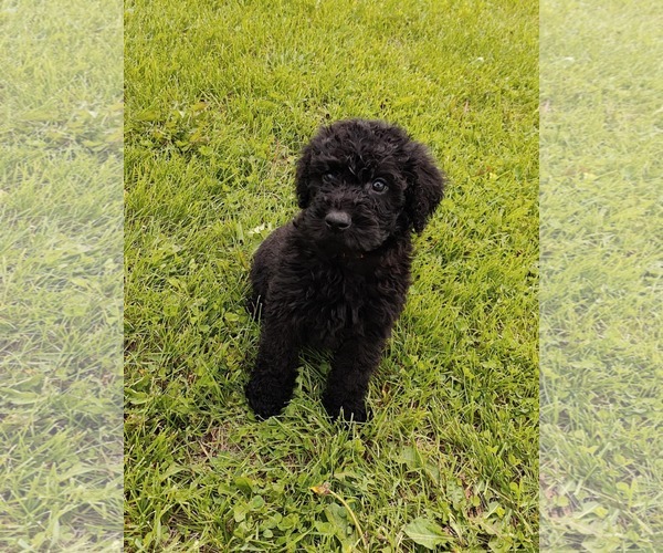 Medium Photo #2 Goldendoodle Puppy For Sale in St. Louis Park, MN, USA