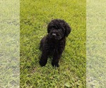 Small #1 Goldendoodle