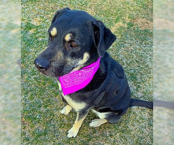 Medium Photo #5 Rottweiler-Unknown Mix Puppy For Sale in Fallbrook, CA, USA
