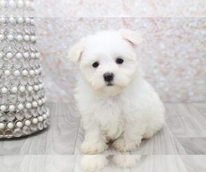 Morkie Puppy for sale in MARIETTA, GA, USA