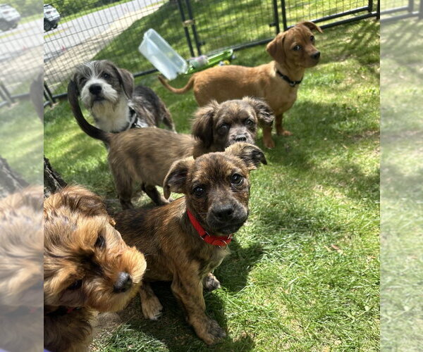 Medium Photo #2 Colonial Cocker Spaniel-Unknown Mix Puppy For Sale in Gloversville, NY, USA