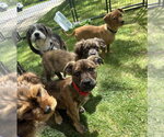 Small #1 Colonial Cocker Spaniel Mix