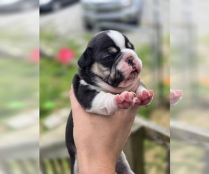 French Bulldog Puppy for sale in CORBIN, KY, USA