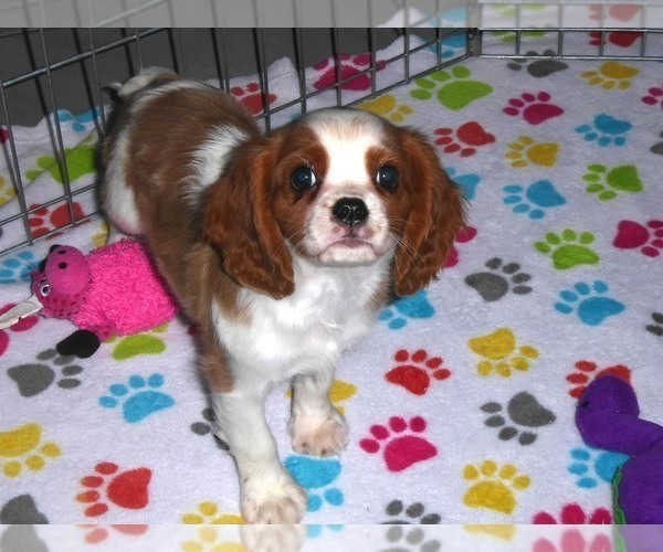 Medium Photo #13 Cavalier King Charles Spaniel Puppy For Sale in ORO VALLEY, AZ, USA