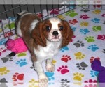Small Photo #13 Cavalier King Charles Spaniel Puppy For Sale in ORO VALLEY, AZ, USA