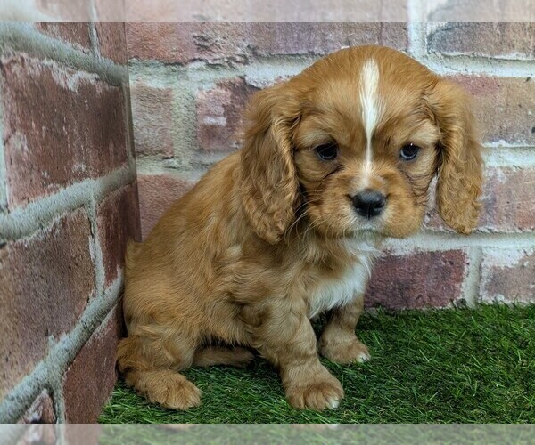 Medium Photo #7 Cavalier King Charles Spaniel Puppy For Sale in MOBERLY, MO, USA