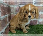 Small #6 Cavalier King Charles Spaniel
