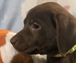 Small #8 Labrador Retriever