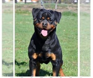 Mother of the Rottweiler puppies born on 02/14/2024