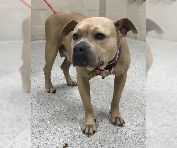 Medium Photo #1 Staffordshire Bull Terrier-Unknown Mix Puppy For Sale in Conroe, TX, USA