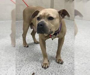 Staffordshire Bull Terrier-Unknown Mix Dogs for adoption in Conroe, TX, USA