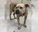 Small Staffordshire Bull Terrier Mix