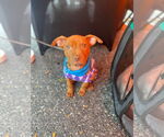Small #20 American Pit Bull Terrier-Staffordshire Bull Terrier Mix