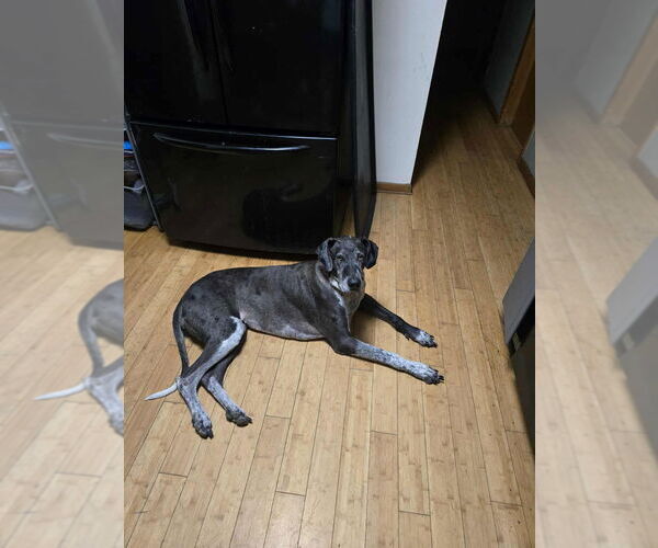 Medium Photo #8 German Shorthaired Pointer-Great Dane Mix Puppy For Sale in Bullard, TX, USA