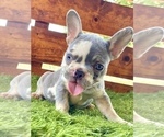 Small Photo #31 French Bulldog Puppy For Sale in KANSAS CITY, MO, USA