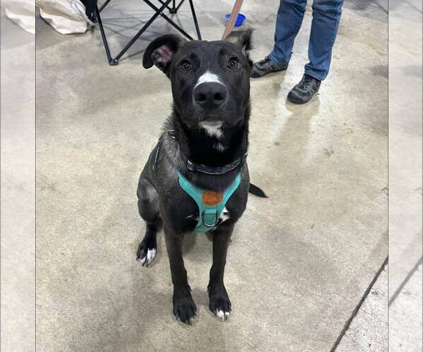 Medium Photo #2 German Shepherd Dog-Unknown Mix Puppy For Sale in New Oxford , PA, USA