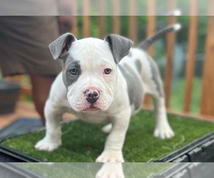 American Bully Puppy for sale in GLEN BURNIE, MD, USA