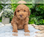 Small Photo #12 Goldendoodle (Miniature) Puppy For Sale in BERNE, IN, USA