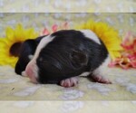 Small Photo #3 Border Collie Puppy For Sale in NORBORNE, MO, USA