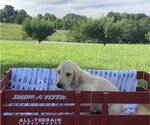 Small Photo #9 Golden Retriever Puppy For Sale in AUSTIN, KY, USA