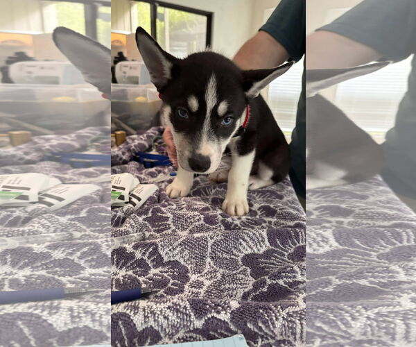 Medium Photo #16 Siberian Husky-Unknown Mix Puppy For Sale in Holly Springs, NC, USA