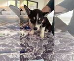 Small #15 Siberian Husky Mix