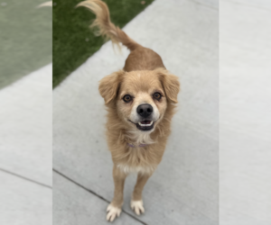Buddy - Male Cocker Spaniel-Unknown Mix Dog for Adoption - Photo #4