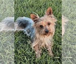 Small #3 Mutt
