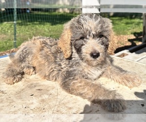 Australian Cattle Dog-Goldendoodle Mix Puppy for sale in MAUMEE, OH, USA