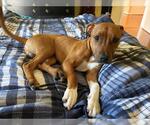 Small American Pit Bull Terrier