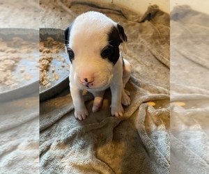 American Pit Bull Terrier Puppy for sale in PITTSFIELD, MA, USA