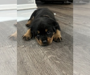 Rottweiler Puppy for sale in ELIZ CITY, NC, USA
