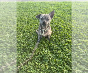 Medium Chihuahua Mix