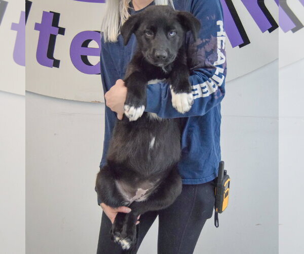Medium Photo #5 Gerberian Shepsky Puppy For Sale in Huntley, IL, USA