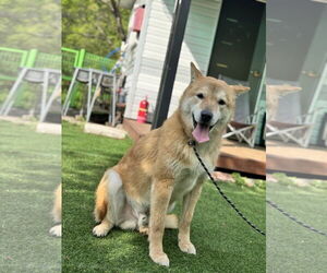 Pluto from Korea - Male Shiba Inu-Unknown Mix Dog for Adoption - Photo #2