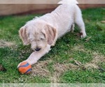 Small Photo #4 Miniature Labradoodle Puppy For Sale in STEVENS, PA, USA
