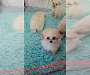 Pomeranian-Poodle (Toy) Mix Puppy for sale in SEBRING, FL, USA