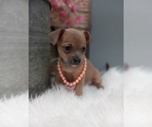 Chihuahua Puppy for sale in CARTHAGE, TX, USA