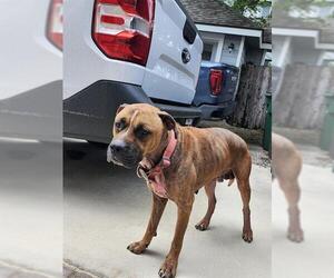Boxer-Unknown Mix Dogs for adoption in San Antonio, TX, USA