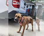 Small Boxer Mix