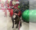 Small #8 Rottweiler-American Pit Bull Terrier