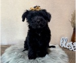 Small #5 YorkiePoo