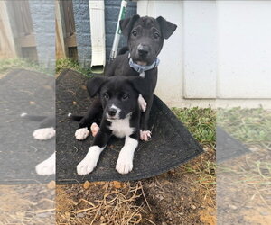 Rory - Female American Pit Bull Terrier-Labrador Retriever Mix Dog for Adoption - Photo #4