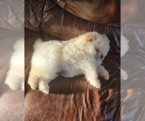 Chow Chow Puppy for sale in CLARKSBURG, CA, USA