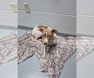 Mutt Dogs for adoption in St. Cloud, FL, USA