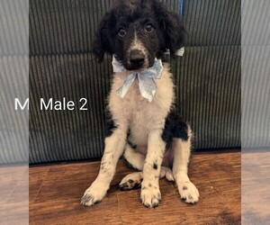 Medium Aussiedoodle-Labradoodle Mix