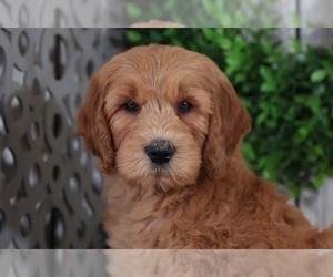 Goldendoodle Puppy for sale in MOUNT VERNON, OH, USA