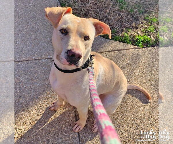 Medium Photo #9 Labrador Retriever-Retriever  Mix Puppy For Sale in Washington, DC, USA