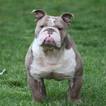 Small Photo #1 Olde English Bulldogge Puppy For Sale in SOMERVILLE, MA, USA
